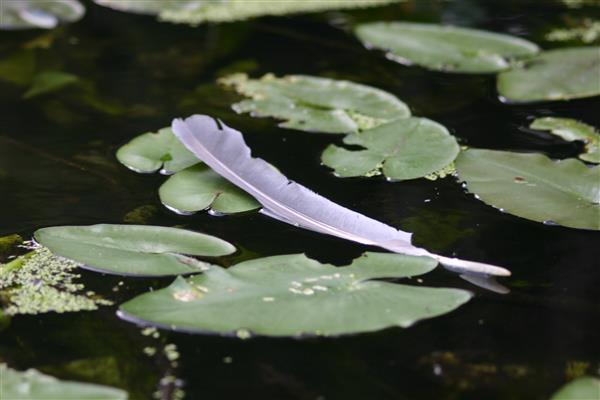 feather
